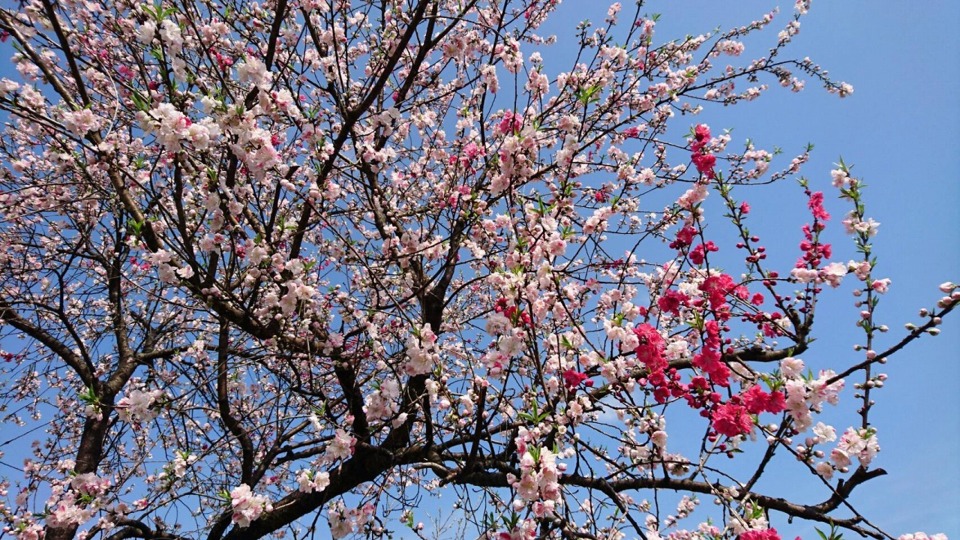 ☆桜　綺麗ですね☆